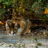 ...vaschette d�acqua...